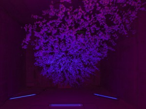 KVFM_Unknown2_800-1024x682
